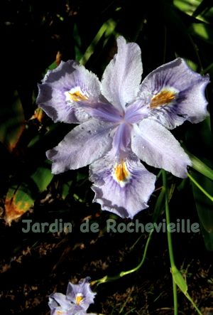 photo de Iris confusa à fleurs bleues