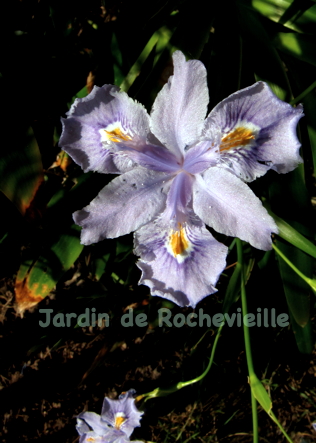 photo de Iris confusa à fleurs bleues