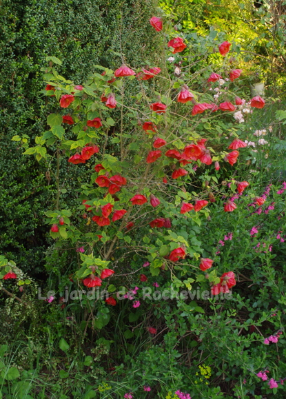 photo de Abutilon 'Fire Ball', hybride horticole très belle floraison rouge