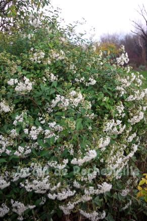 photo de ageratina ligustrina, une eupatoire arbustive à feuillage brillant, persistant, odorant, et belle floraison crême parfumée en mars.