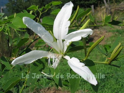 photo d'une fleur blanche du bauhhinia corniculat en été