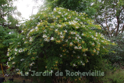 photo de bauhinia corniculata, un petit arbre d'allure exotique, à grosses fleurs blanches en juillet et aout