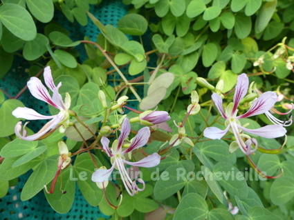 Photo de fleurs du bauhinia yunnanensis, évoquant des gracieuses orchidées blanches, striées de rouge foncé.