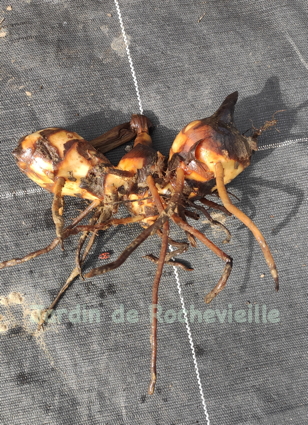 photo de tubercules du canna edulis, à consommer cuits à l'eau et assaisonnés d'une sauce.