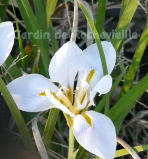 Iris unguicularis ‘Blanc’