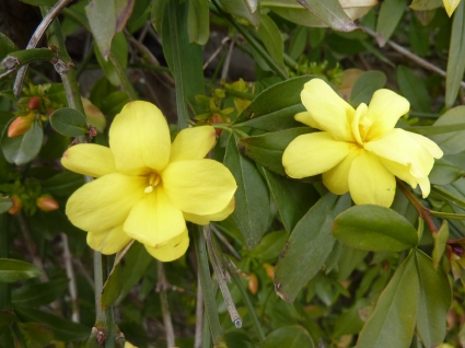 Photo des fleurs jaune canari du jasmin mesnyi