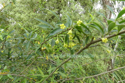 Photo du pittosporum heterophyllum, un arbuste persistant à la floraison jaune très clair parfumée.