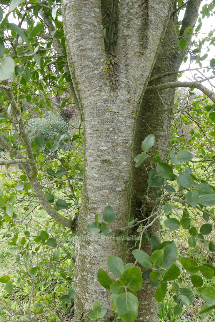 Photo de l'écorce du quillaja saponaria, grise striée de blanc, décorative.