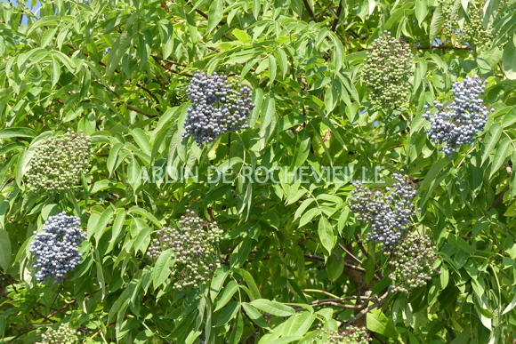 Sambucus cerulea - Le JARDIN DE ROCHEVIEILLE