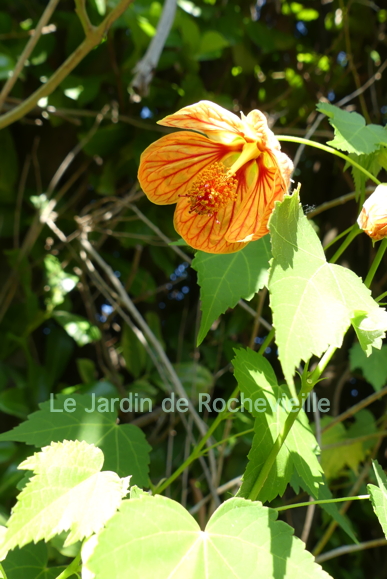 abutilon striatum image de Abutilon striatum, fleurs oranges striées de rouge.