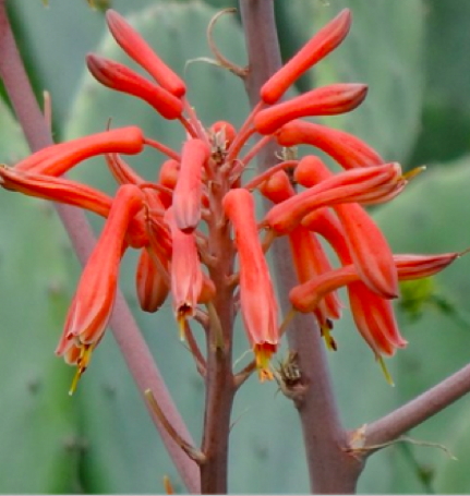 Aloe grandidentata - Le JARDIN DE ROCHEVIEILLE