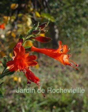 Epilobium 'Phat' est une plante vivace à floraison rouge vif en fin d'été et automne.