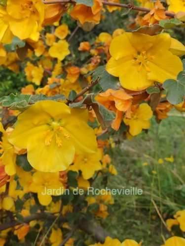 Fremontodendron 'California Glory' - Le JARDIN DE ROCHEVIEILLE