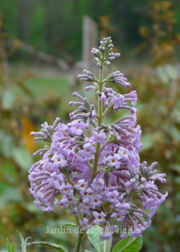 Buddleja officinalis - Le JARDIN DE ROCHEVIEILLE