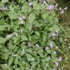 Strobilanthes penstemonoides photo du strobilanthes penstemonoides, une plante vivace pour les coins ombragés du jardin.
