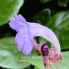 Strobilanthes penstemonoides Photo d'une fleur bleue du stobilanthes penstemonoides.