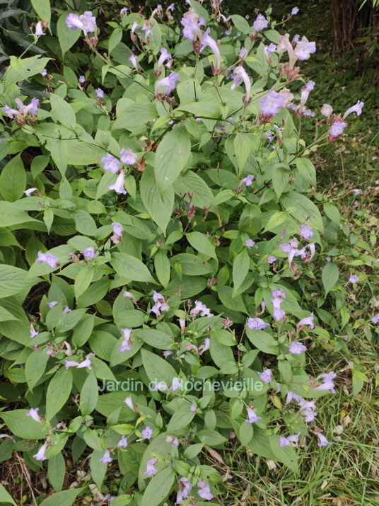 Strobilanthes penstemonoides - Le JARDIN DE ROCHEVIEILLE