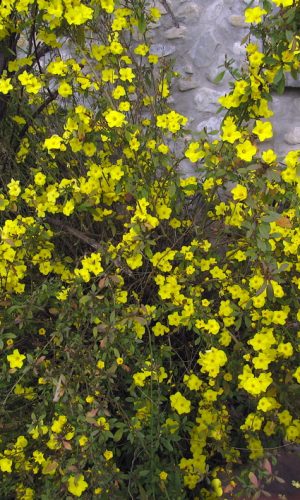 photo de reinwardtia indica, un petit arbuste pour climat doux, ou à cultiver en pot et à rentrer en serre ou veranda l'hiver.