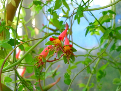 Tropaeolum pentaphyllum - Le JARDIN DE ROCHEVIEILLE