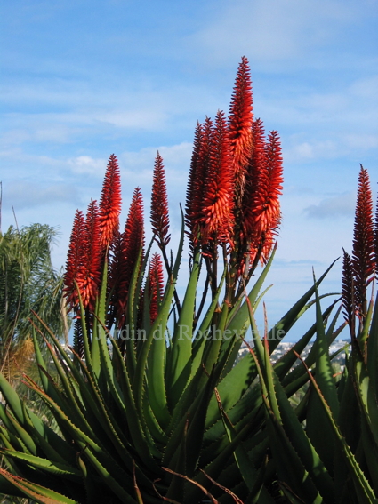 Aloe x principis - Le JARDIN DE ROCHEVIEILLE