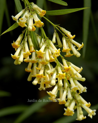 Freylinia-lanceolata.jpg Un épis de fleurs jaunes du freylinia lanceolata.