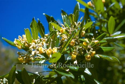 Photo de la floraison jaune et parfumée d'anatrabe integerrima, arbuste d'Afrique du Sud.