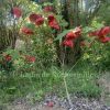 Abutilon ‘David’s Red’ photo de l'abutilon 'David's Red', le plus grand et les plus grosses fleurs d'abutilon hybride.