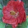 Abutilon ‘David’s Red’ photo de la fleur de l'abutilon 'David's Red', la plus grosse fleur d'abutilon hybride.