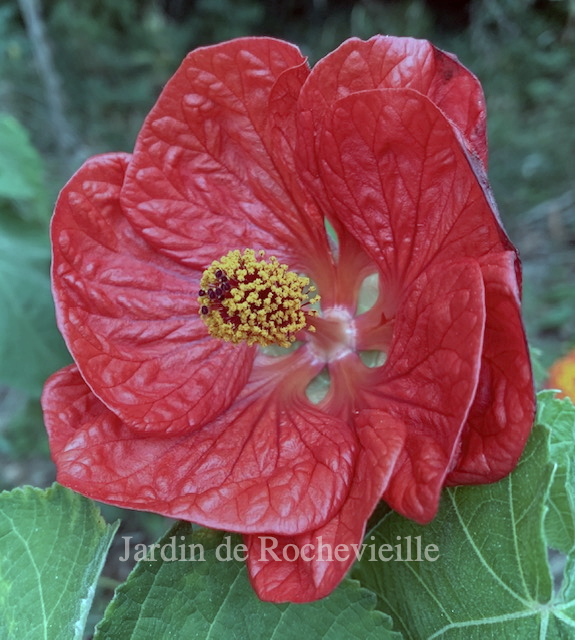 Abutilon ‘David’s Red’ photo de la fleur de l'abutilon 'David's Red', la plus grosse fleur d'abutilon hybride.