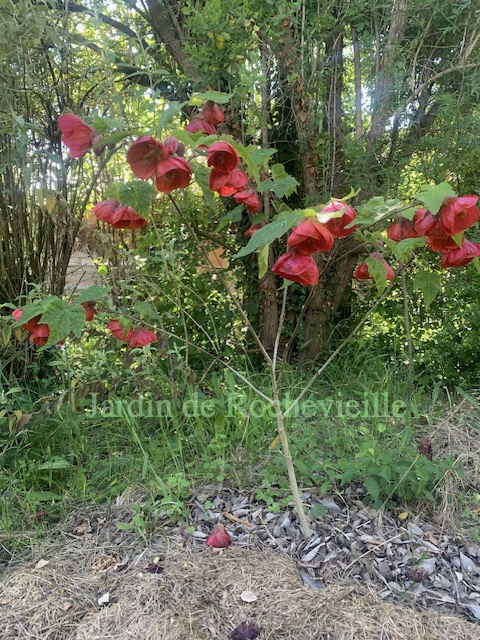 Abutilon ‘David’s Red’ photo de l'abutilon 'David's Red', le plus grand et les plus grosses fleurs d'abutilon hybride.
