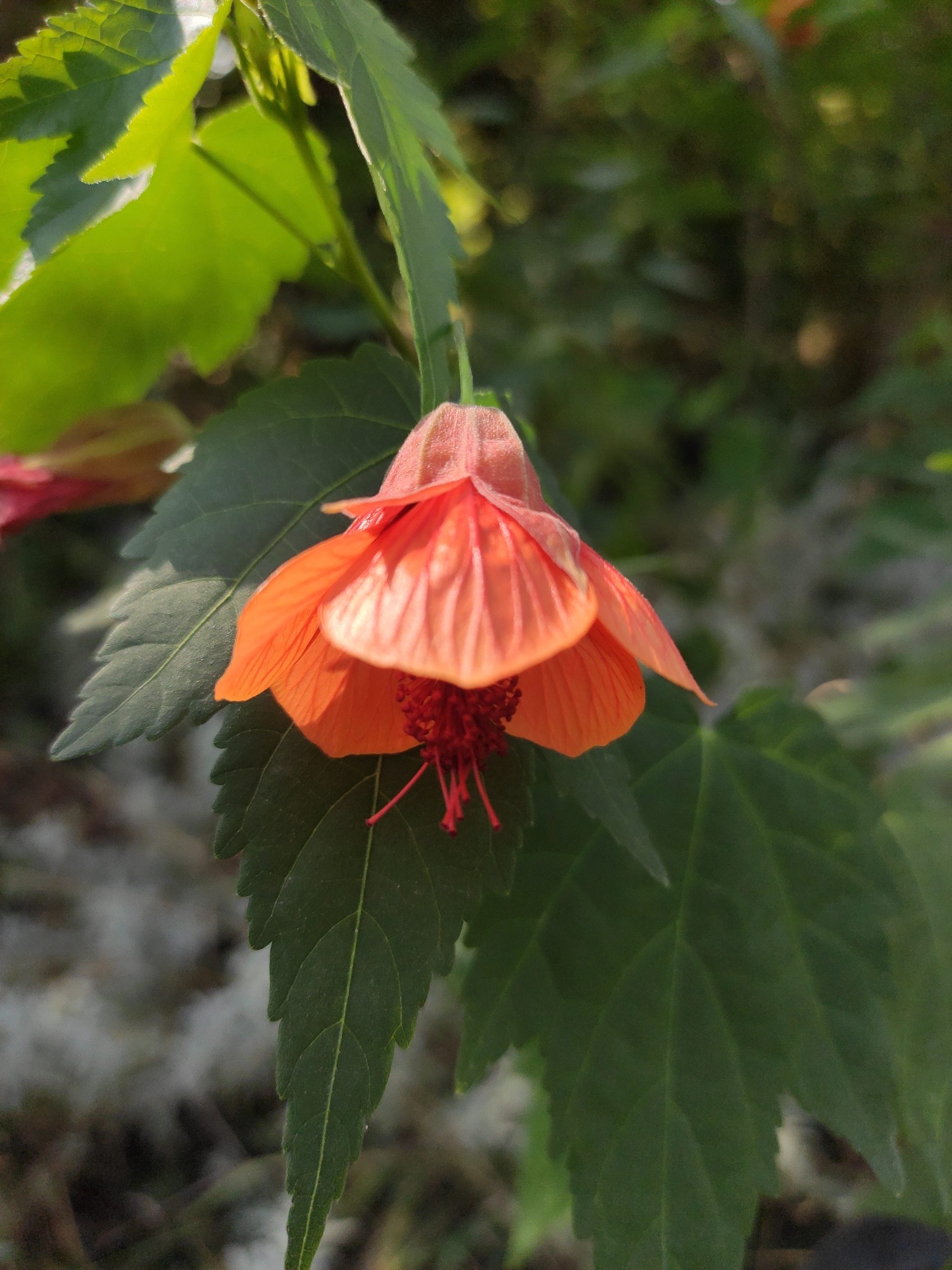 abutilon red trompet fleur Zoom sur une fleur d'abutilon 'Red Trompet'