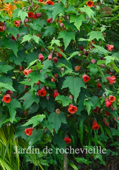abutilon 'Red Trompet' Photo de l'abutilon 'Red Trompet' dans le jardin de Rochevieille