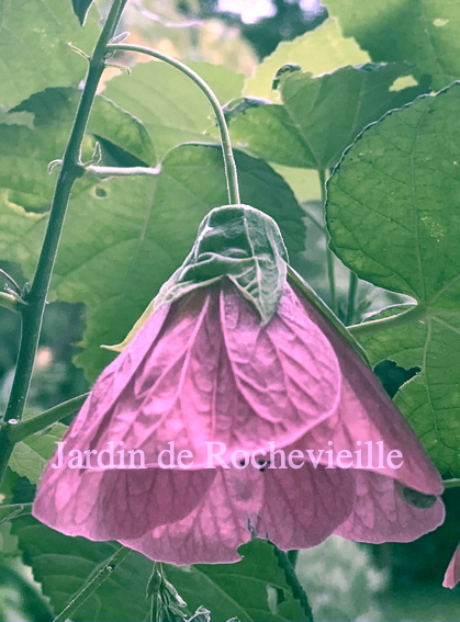 photo d'une fleur rose violacé de l'abutilon 'Violet Melody'.