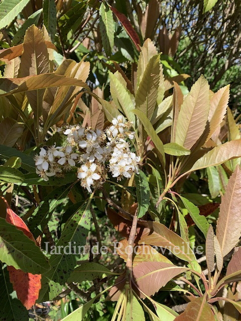 floraison à odeur de miel en grappe applatie de eriobotrya déflexa.