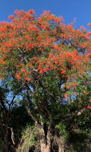 Photo de l'erythrine falcata, formant un bel arbre à floraison rouge vif.