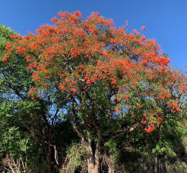 Photo de l'erythrine falcata, formant un bel arbre à floraison rouge vif.