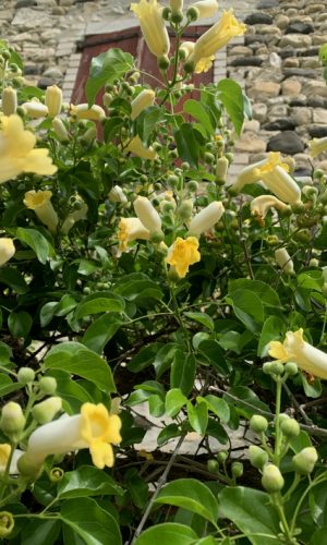 photo de Amphilophium crucigerum en fleurs en été à Viviers, dans notre jardin.
