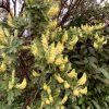 photo de leucosidea sericea en fleurs dans notre jardin.