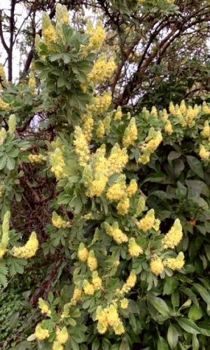 photo de leucosidea sericea en fleurs dans notre jardin.
