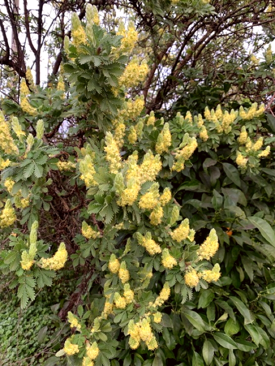 photo de leucosidea sericea en fleurs dans notre jardin.