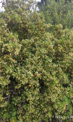 Pittosporum ‘Pourtetianum’ image du pittosporum 'Pourtetianum', un arbuste persistant.