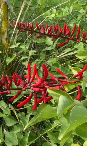 erythrina ‘Bildwilly’ photo d'une erythrina 'Bildwilly' en fleurs dans notre jardin à Viviers.