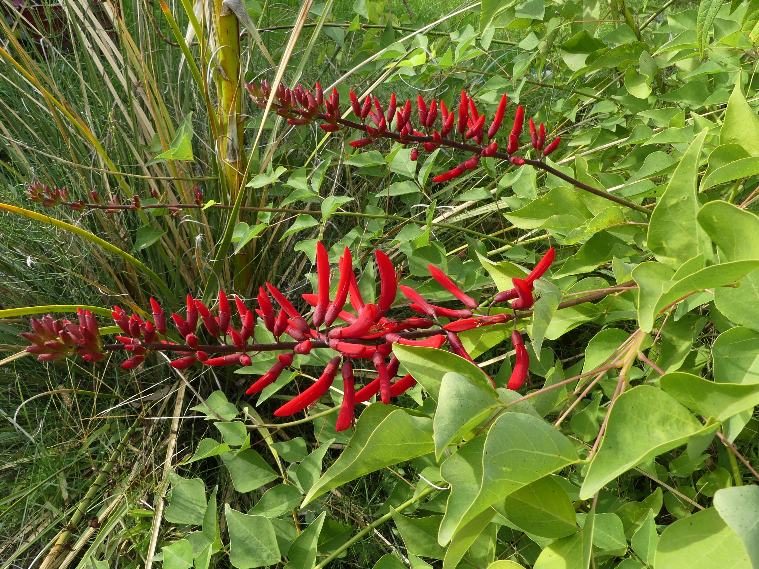 erythrina ‘Bildwilly’ photo d'une erythrina 'Bildwilly' en fleurs dans notre jardin à Viviers.