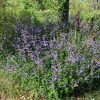 Salvia interrupta photo d'un massif de salvia interrupta