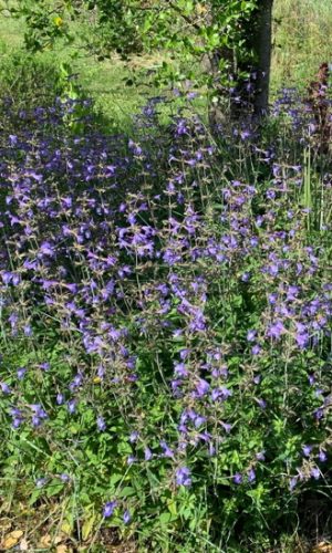Salvia interrupta photo d'un massif de salvia interrupta