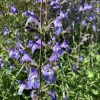 Salvia interrupta photo des fleurs bleu foncé de la salvia interrupta, sauge méditerranéenne bleu foncé