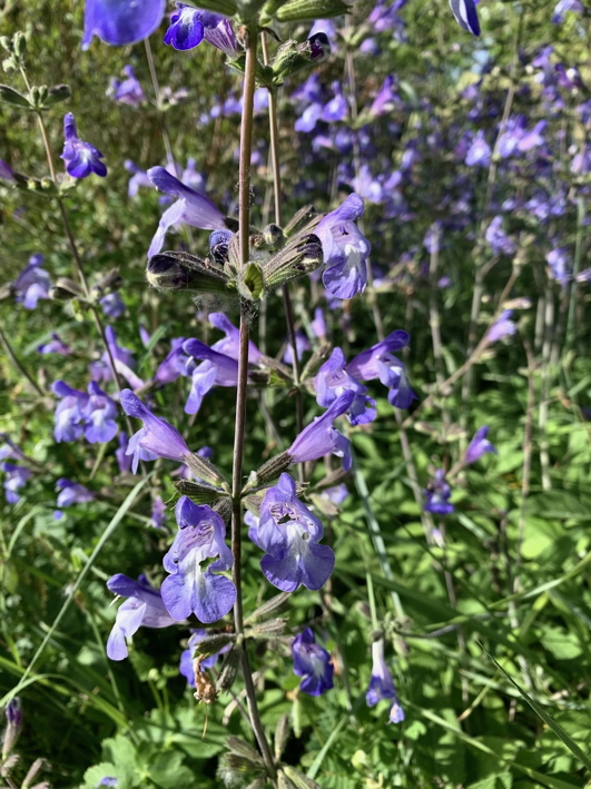 Salvia interrupta photo des fleurs bleu foncé de la salvia interrupta, sauge méditerranéenne bleu foncé