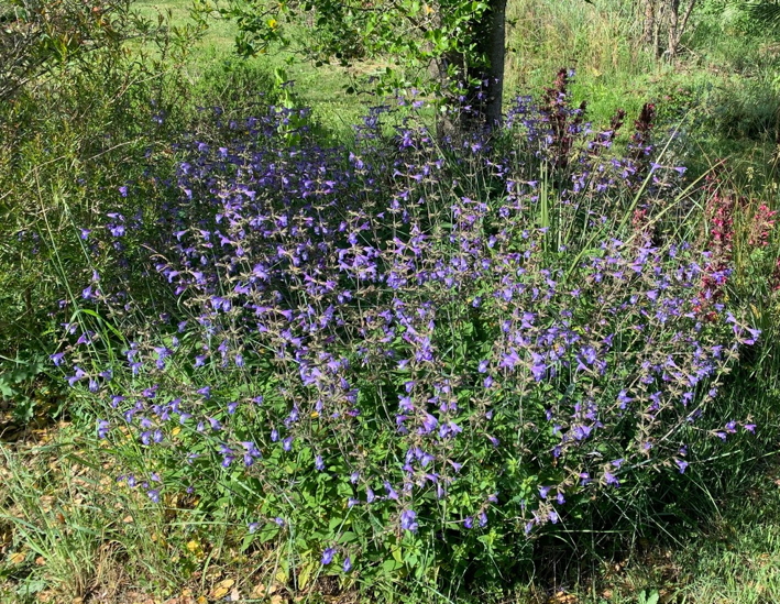 Salvia interrupta photo d'un massif de salvia interrupta