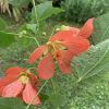 Abutilon ‘Joseph’ Photo des fleurs oranges de l'abutilon 'Joseph', bien ouvertes.