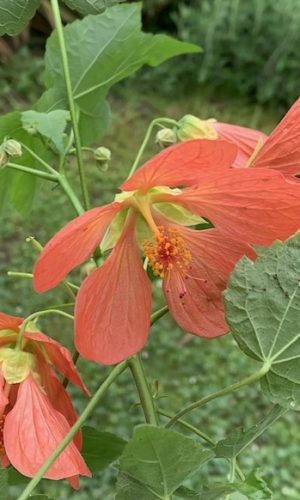 Abutilon ‘Joseph’ Photo des fleurs oranges de l'abutilon 'Joseph', bien ouvertes.